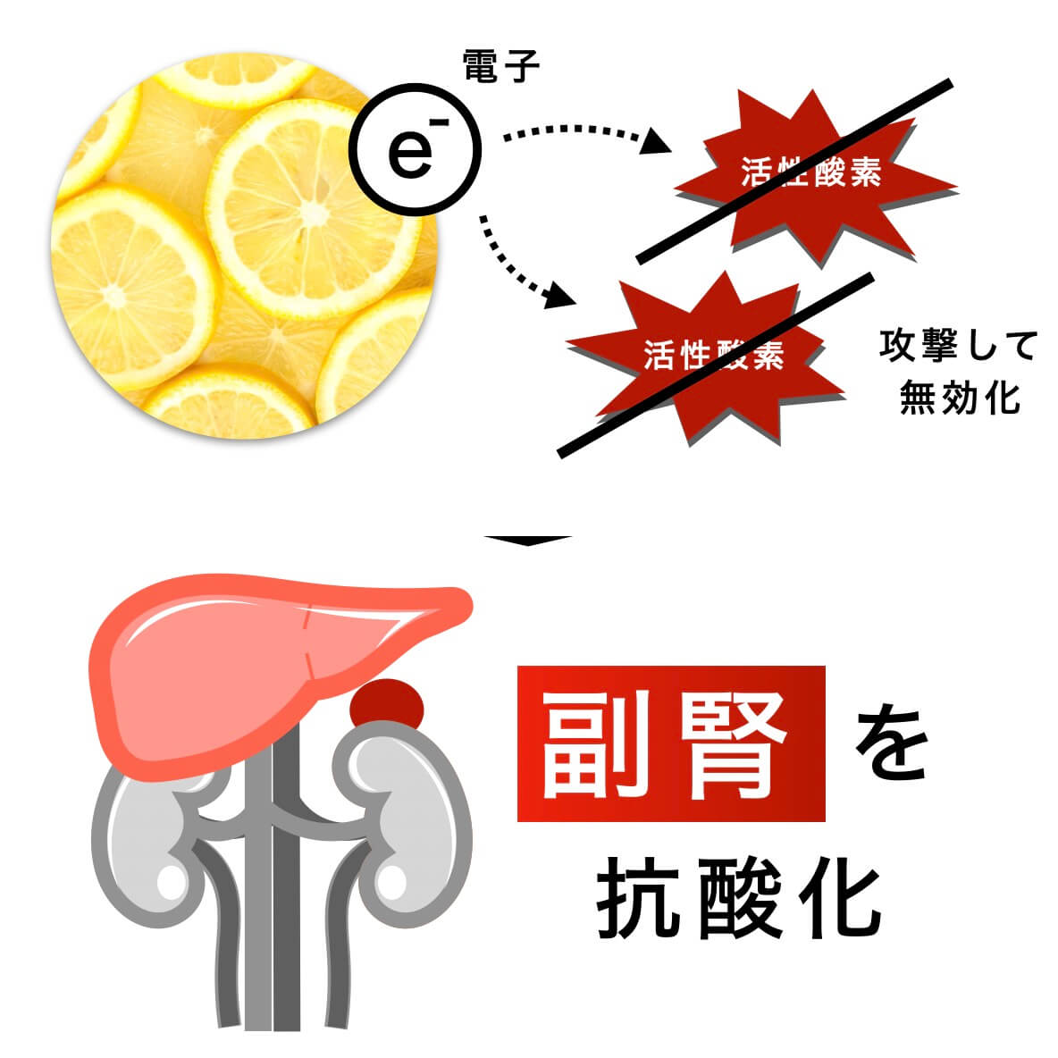 “抗酸化力が副腎に与える栄養の図”