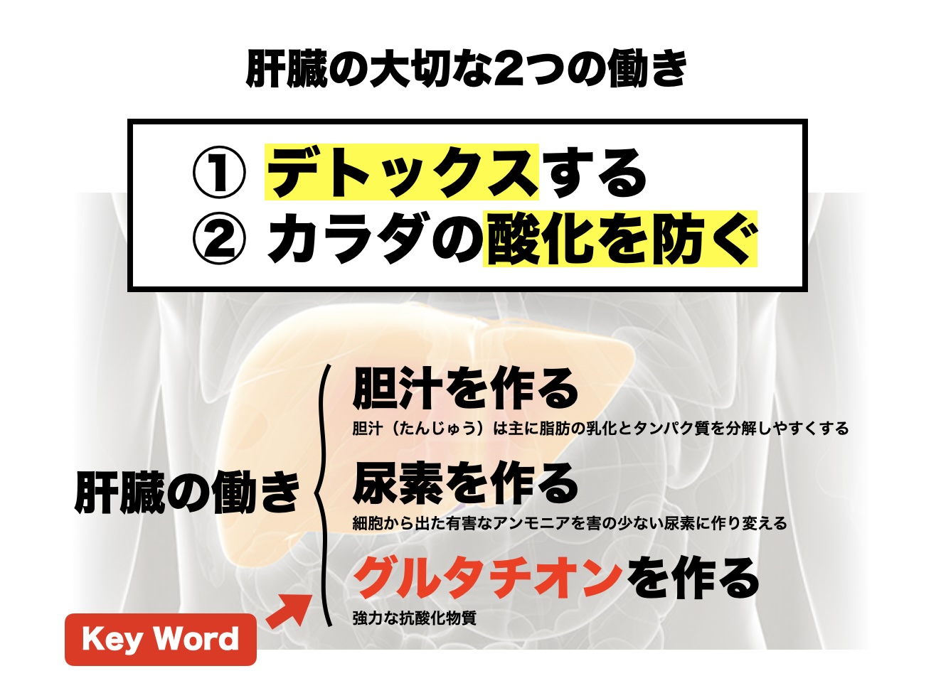 肝臓の大切な２つの働きについての説明画像