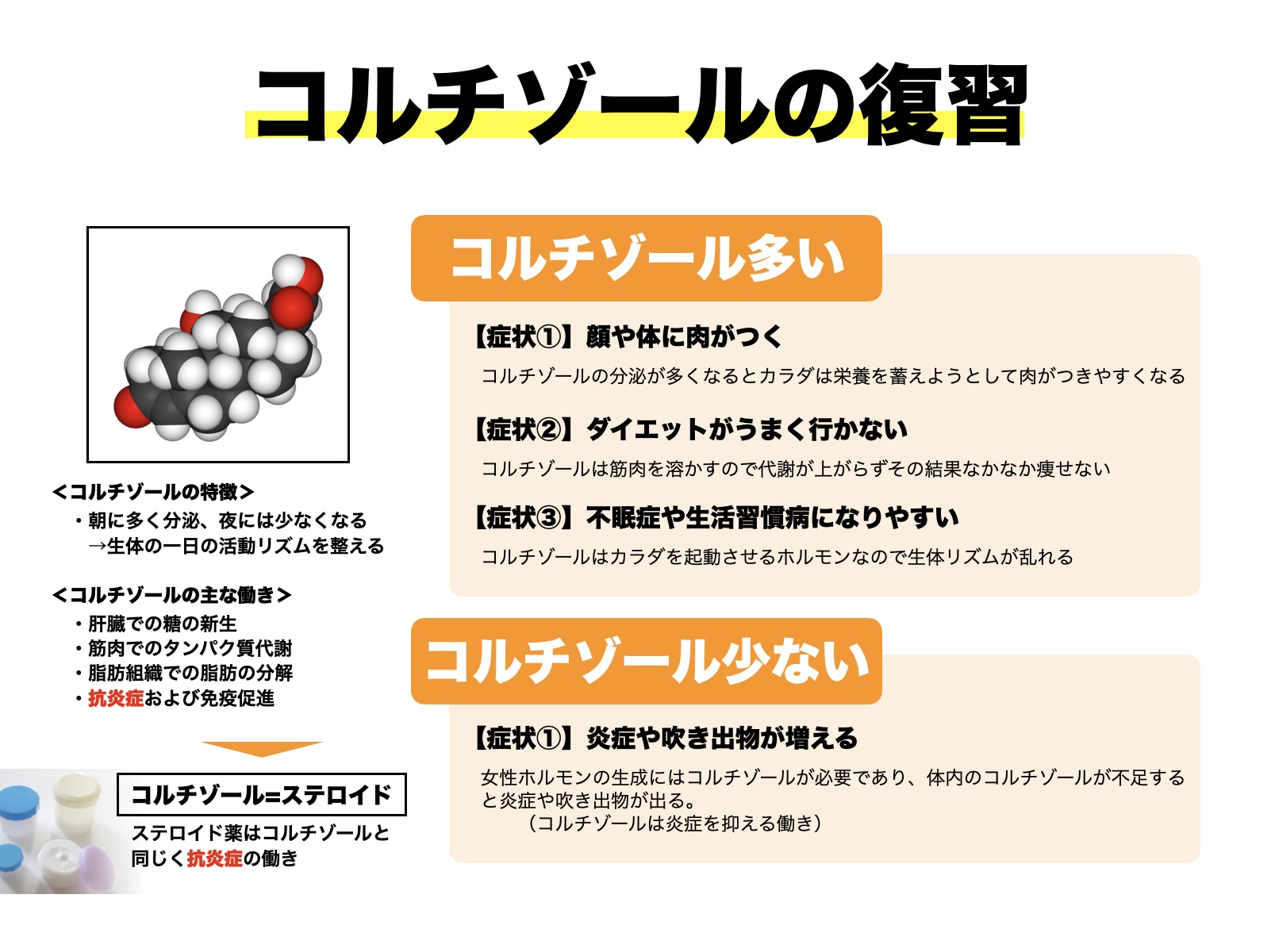 コルチゾールの影響についての説明画像