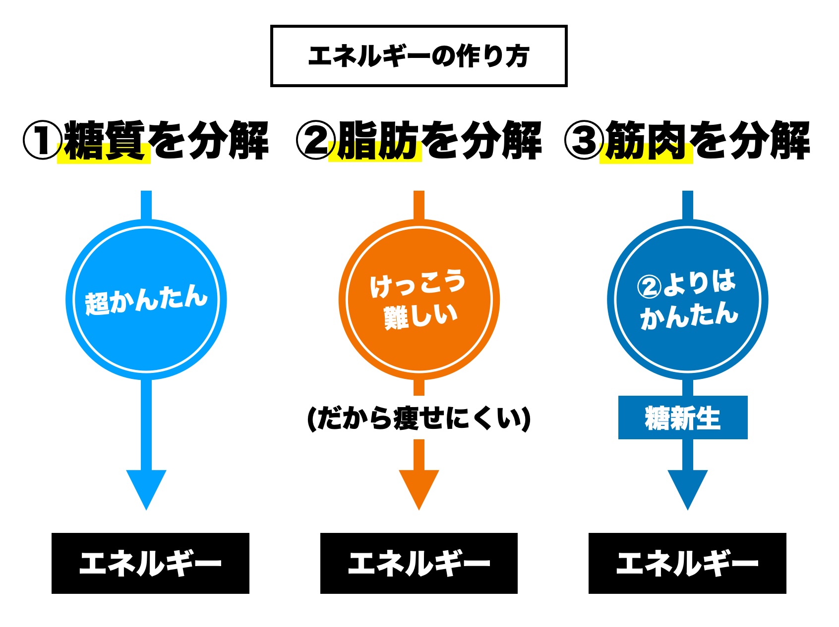 更年期のカラダが筋肉を溶かしてエネルギーをつくるメカニズム