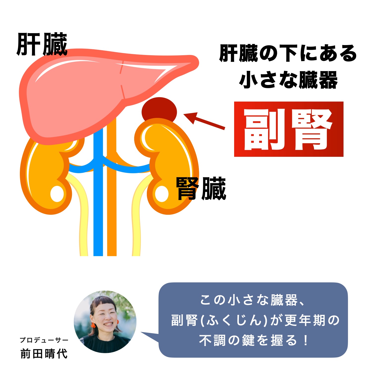 更年期に重要な臓器副腎の紹介