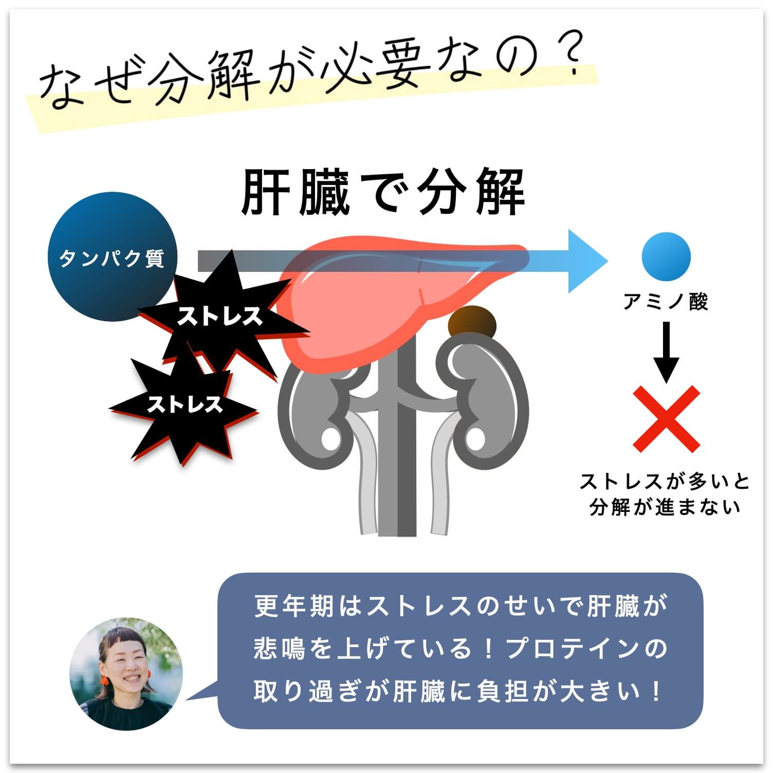 更年期はストレスで肝臓が疲れているのでタンパク質の分解がすすみにくい