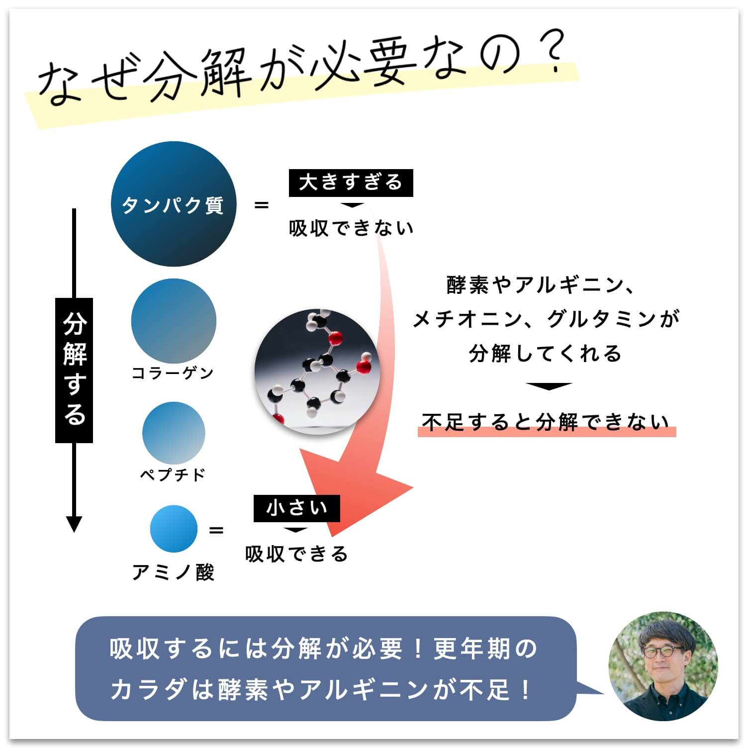 タンパク質を分解するのがなぜ必要なのか図解している