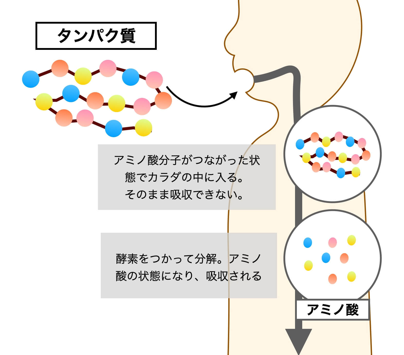 タンパク質の分解と吸収