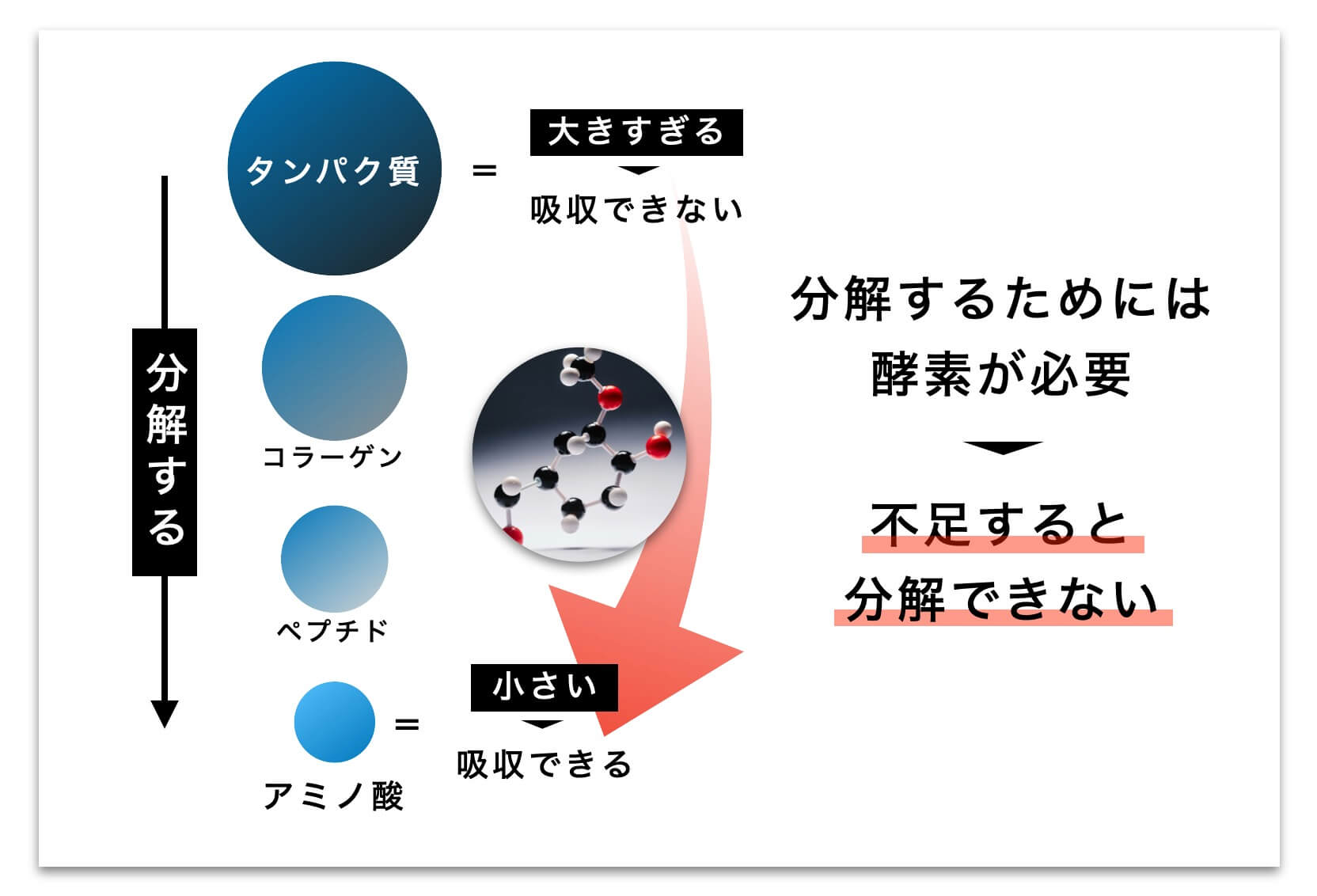 タンパク質はそのままでは吸収できない