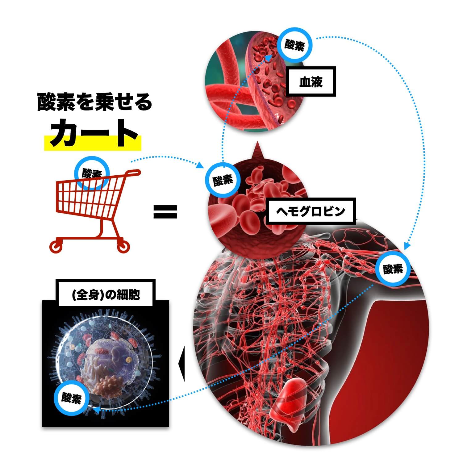 ヘモグロビンが酸素を運んでいる