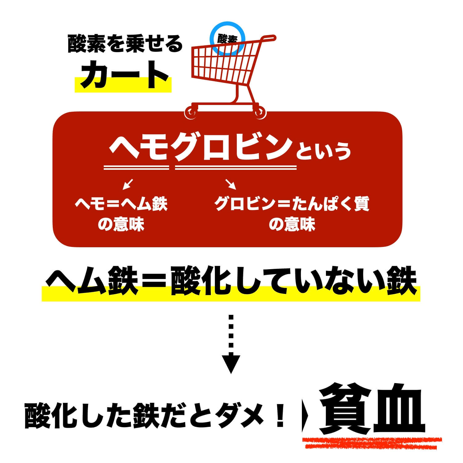 ヘモグロビンは鉄分とたんぱく質