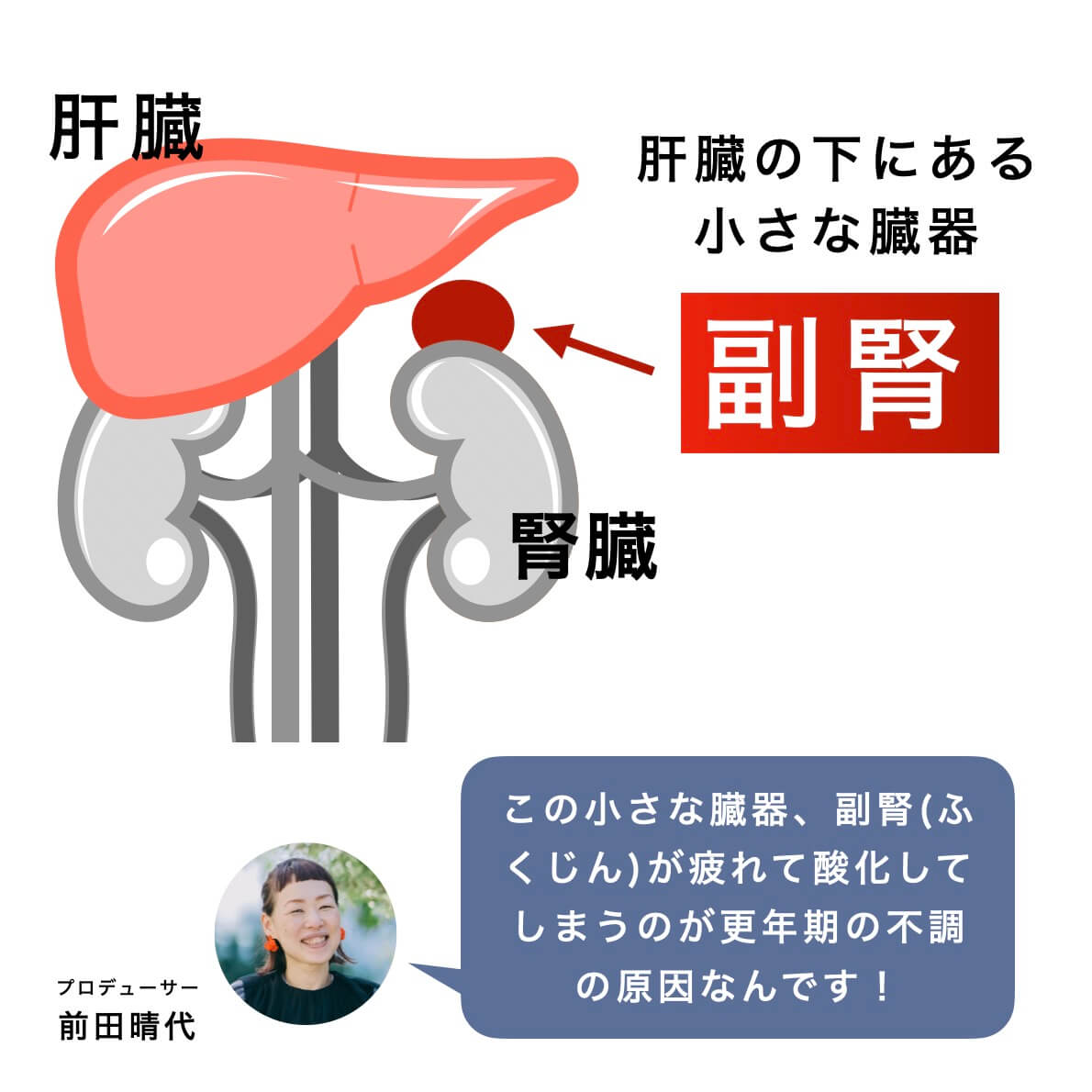 副腎がカラダのどこにあるか、副腎の説明の図