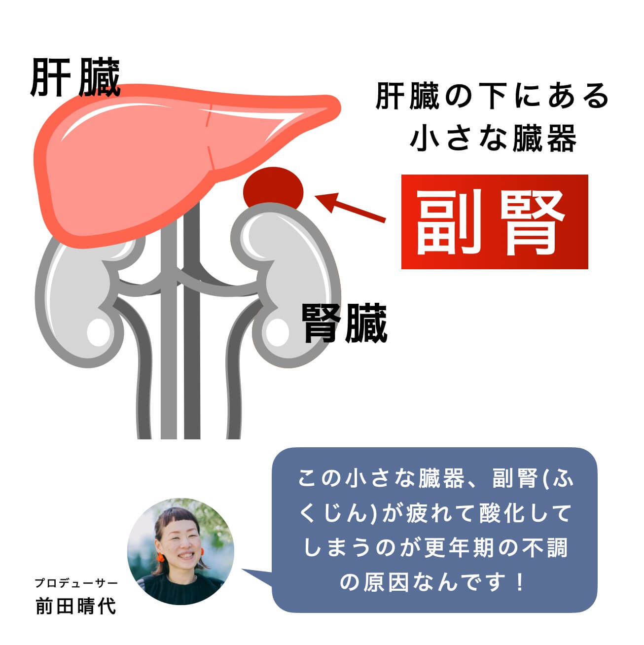 副腎の位置についての説明