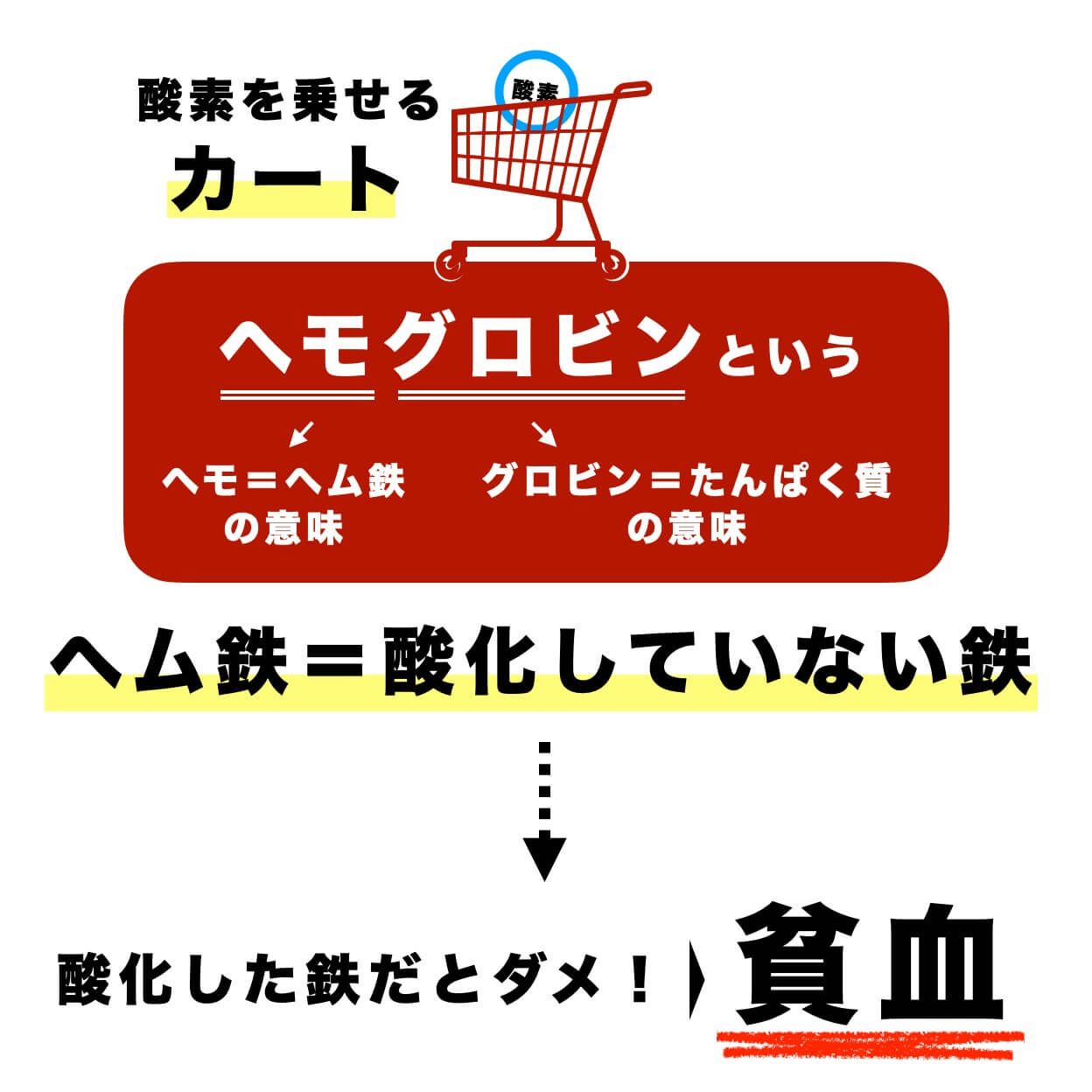 ヘモグロビンは酸化していない鉄分とタンパク質を材料につくられる