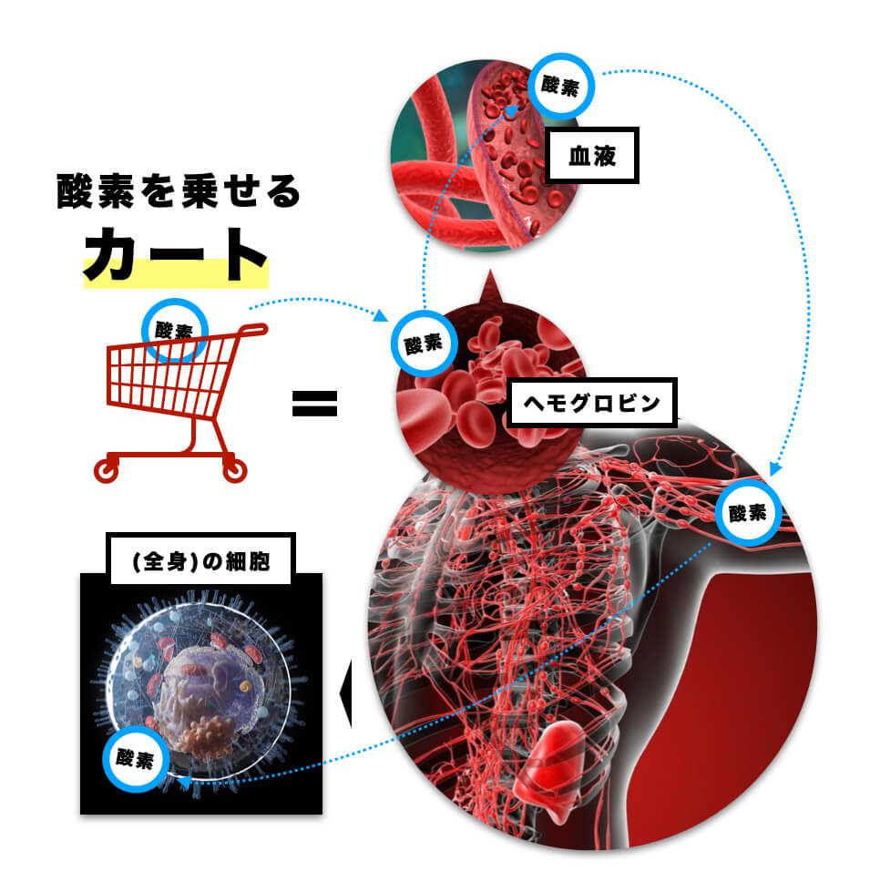 ヘモグロビンはカラダ中の細胞に栄養を届ける