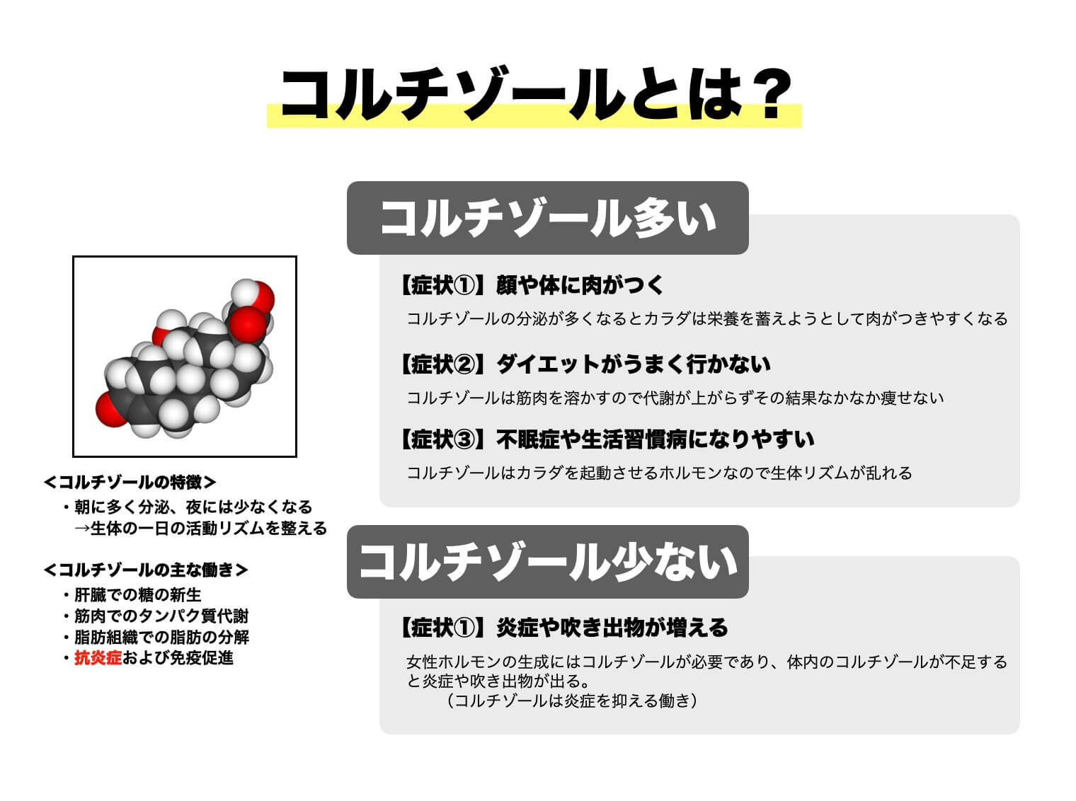 コルチゾールの説明