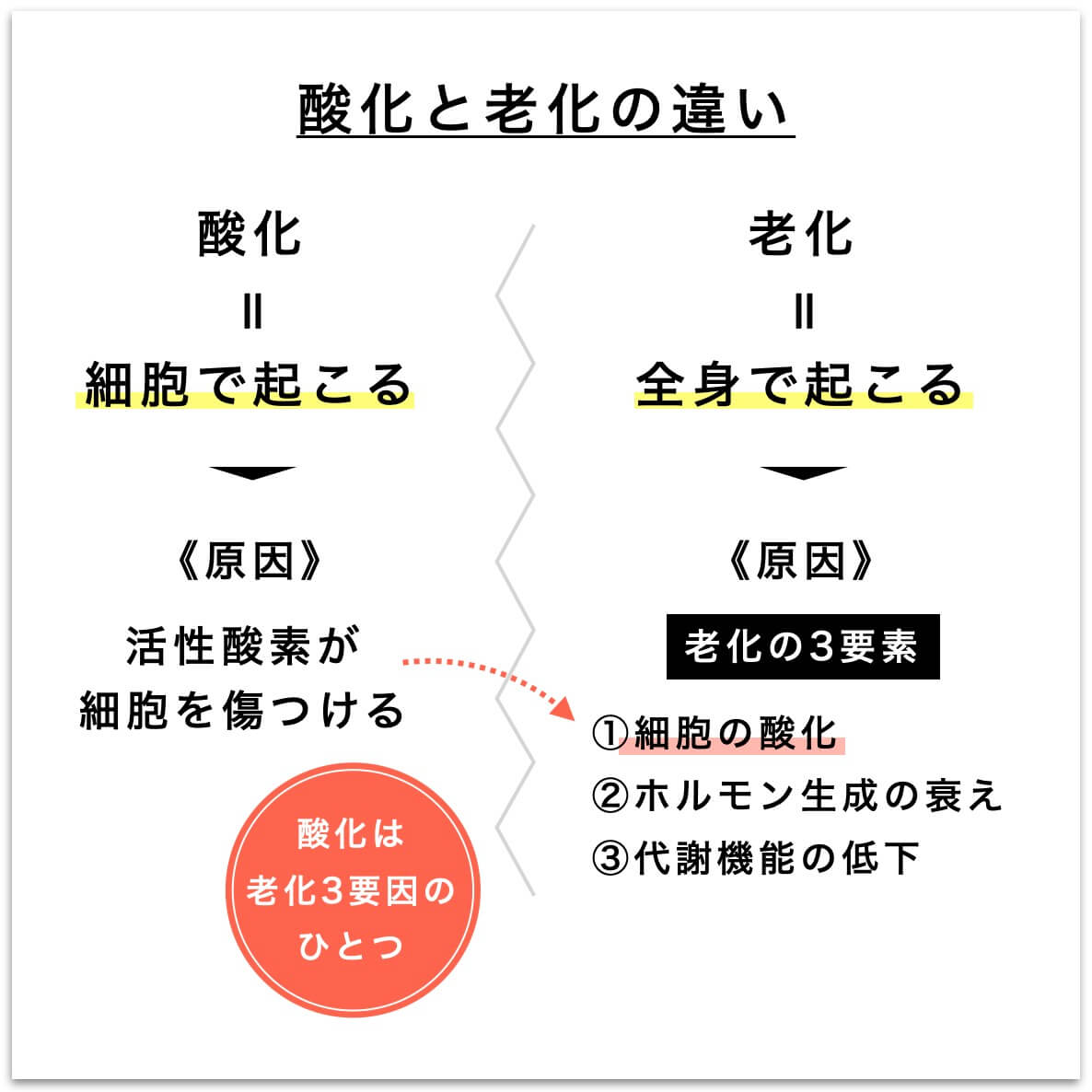 酸化と老化の違いを説明した図
