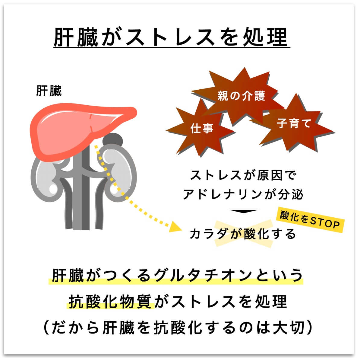 肝臓とストレスの関係を示した図