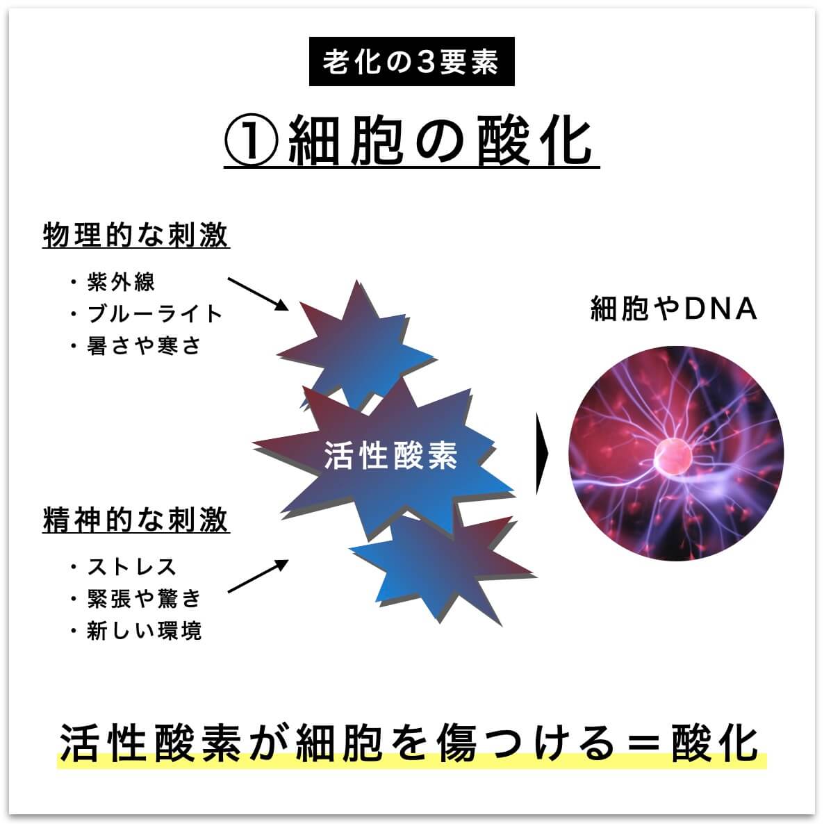 体の酸化を説明した図