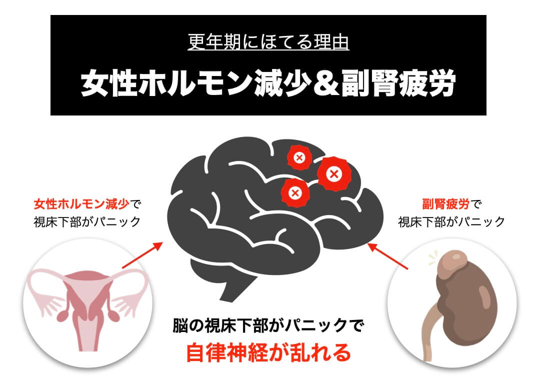 更年期がほてる理由を説明している図