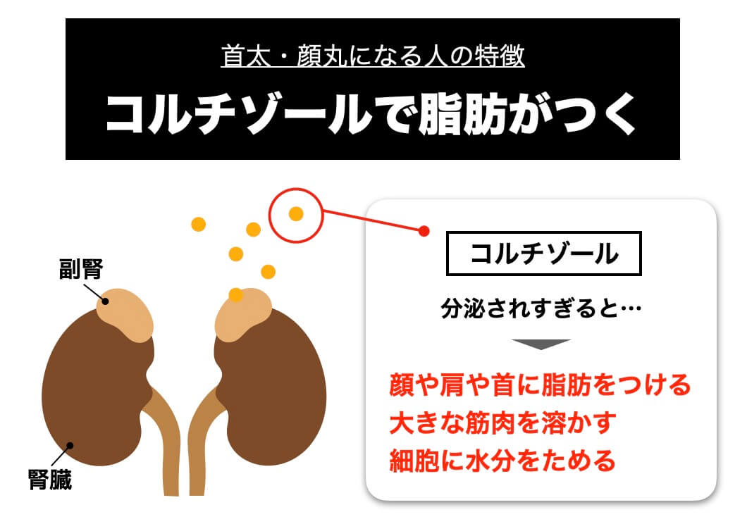 脂肪の原因がコルチゾールだという説明の図