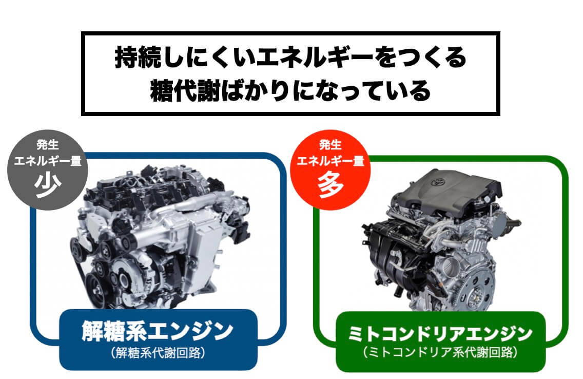 体のエネルギー代謝を説明した図
