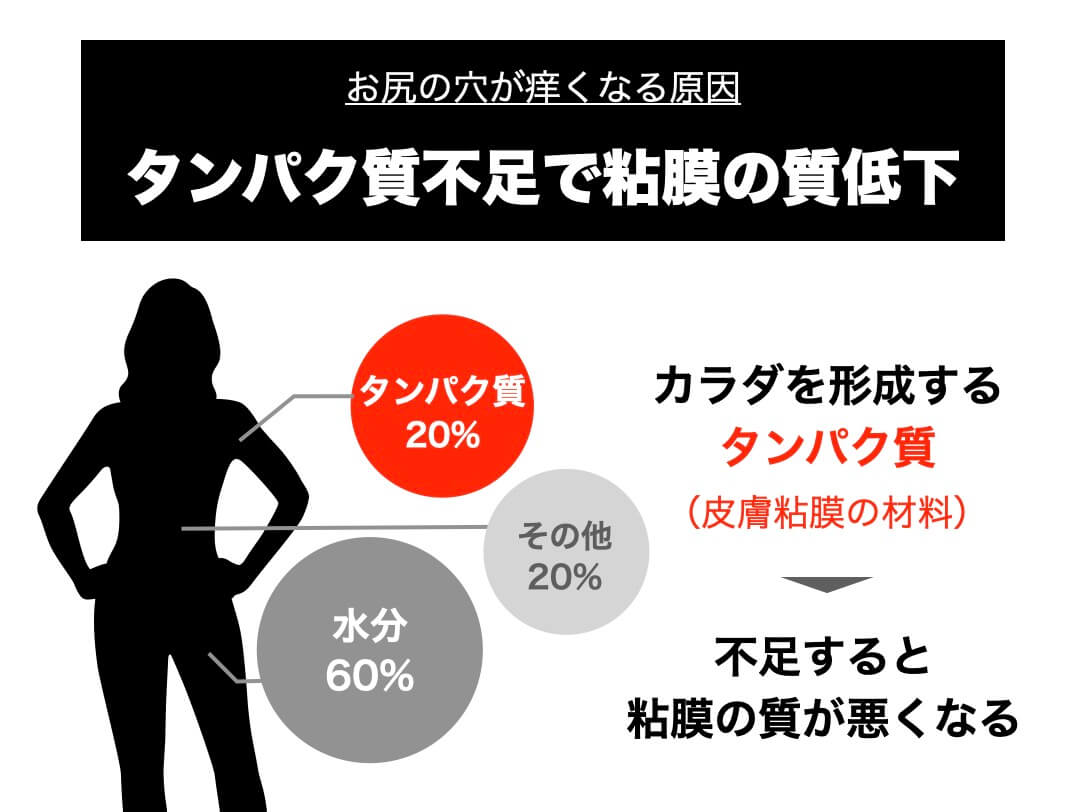 こタンパク質不足と粘膜の関係を説明した図