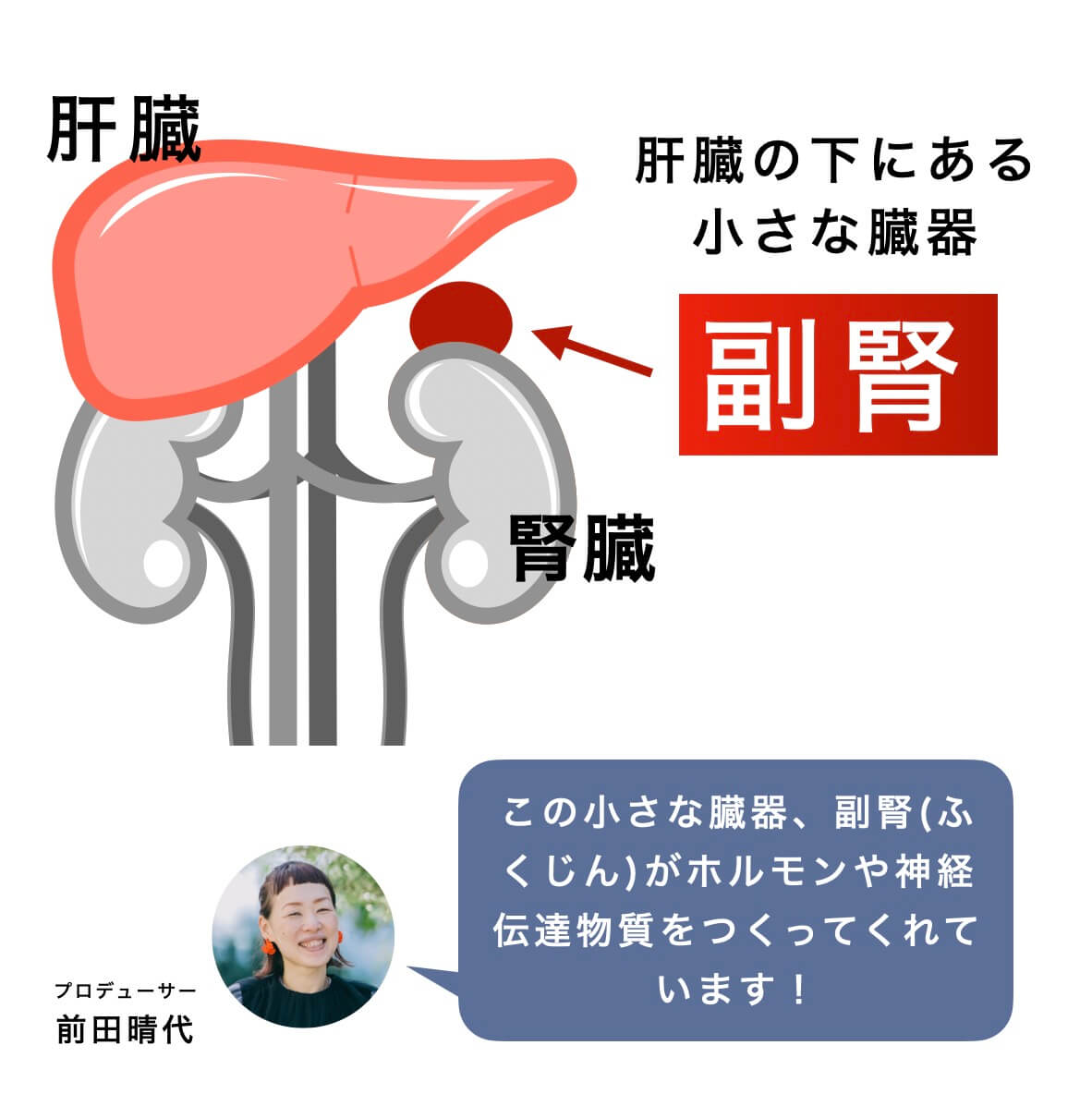副腎の説明をしている図