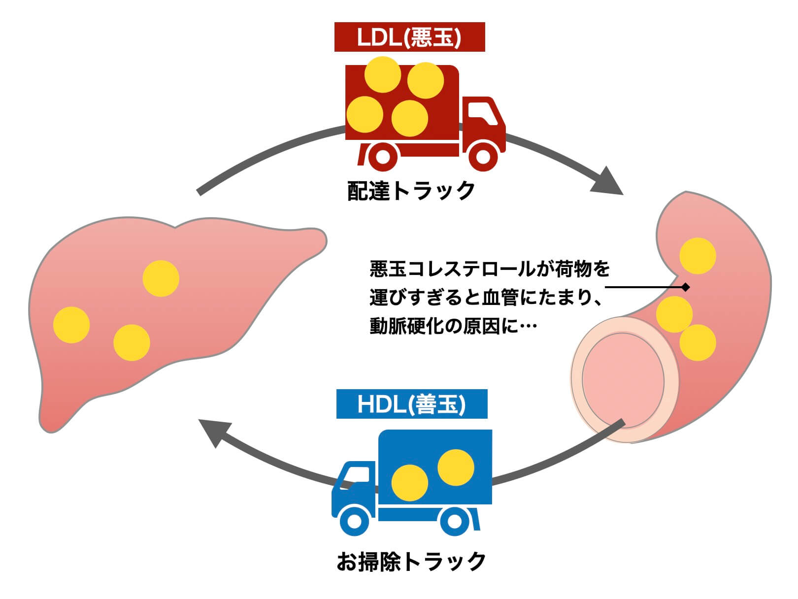 悪玉、善玉コレステロールの違いを説明している図