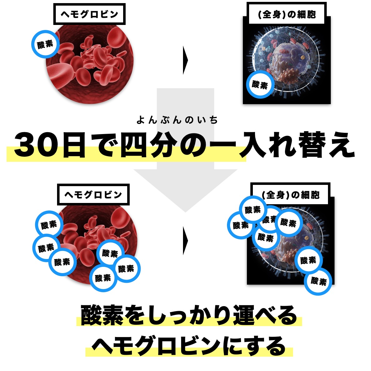 血液中のヘモグロビンは３０日で４分の１入替（イメージ）