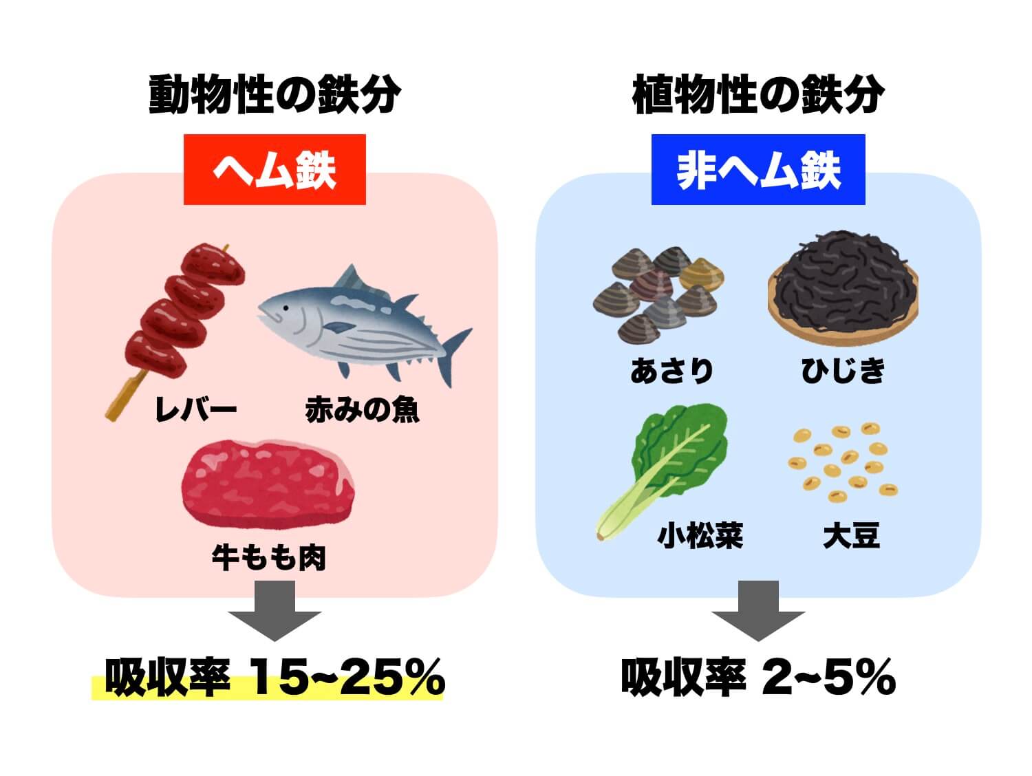 ヘム鉄と非ヘム鉄の吸収率の違い