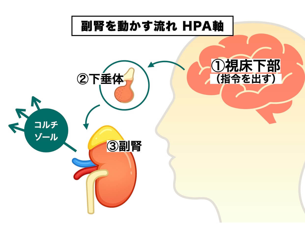 副腎を動かすカラダの仕組みを示した図