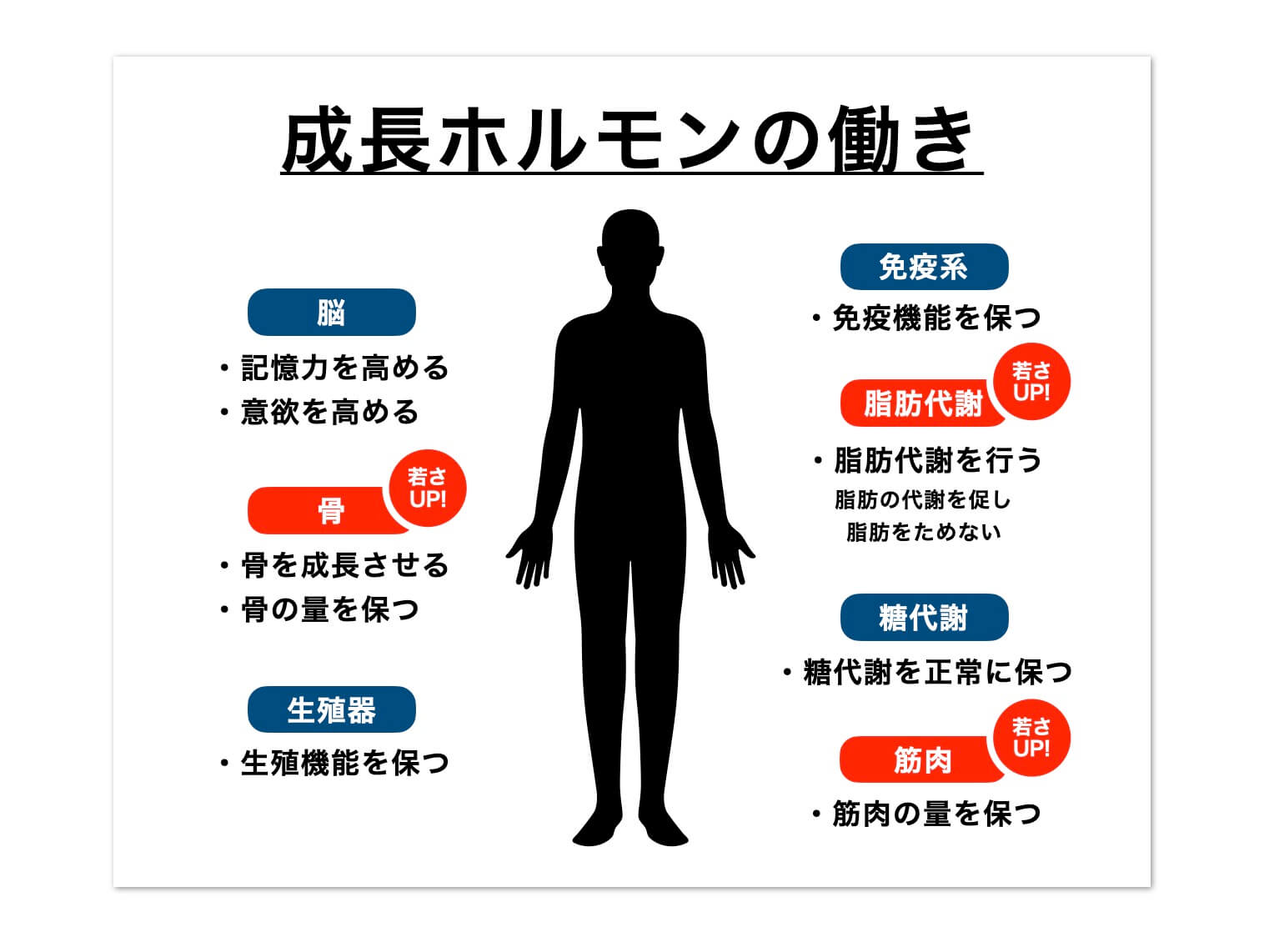 成長ホルモンの働きについての図