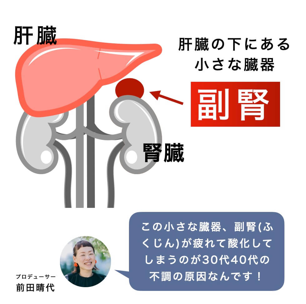 副腎の位置についての説明