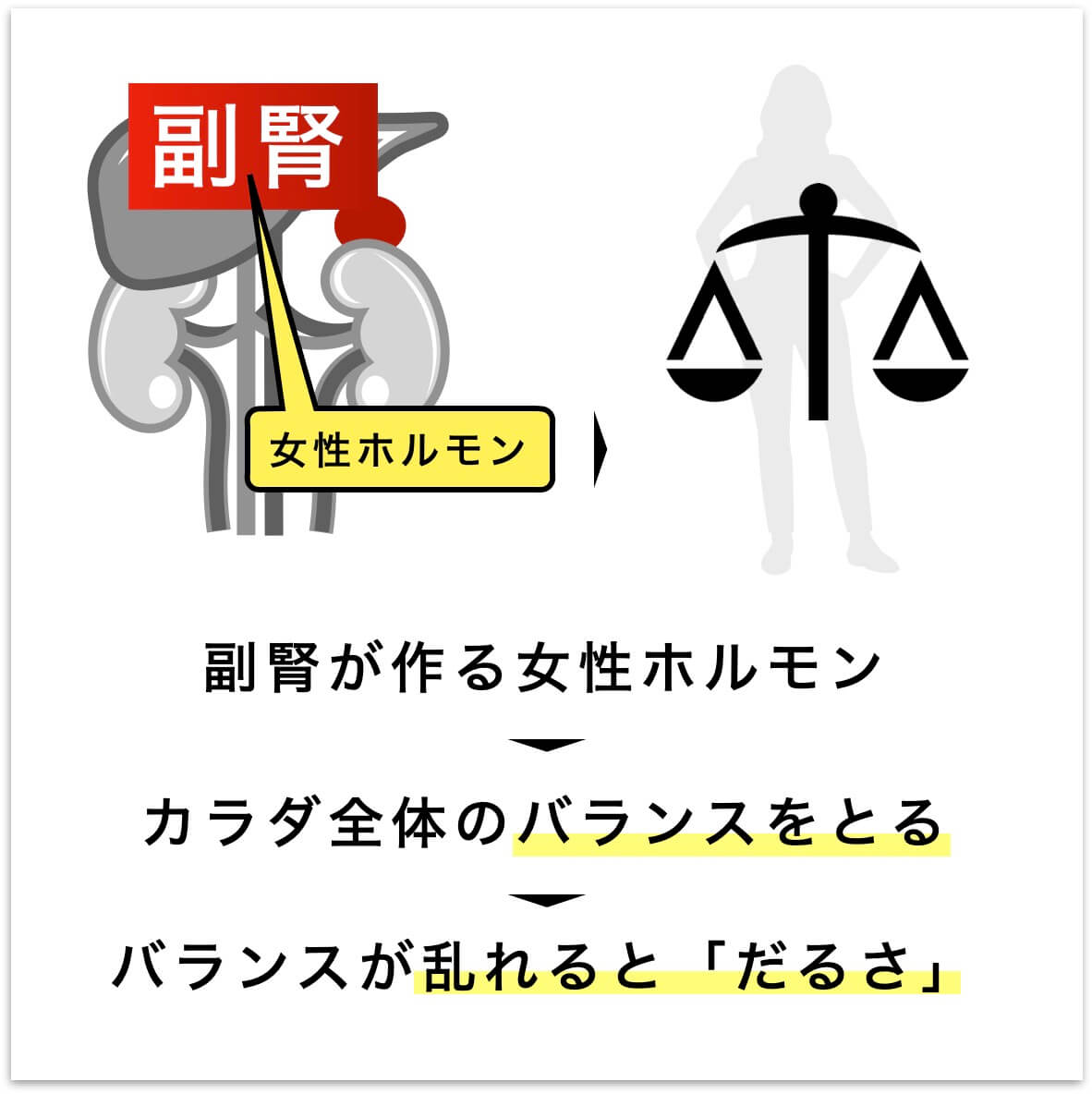 副腎が女性ホルモンを作っている図