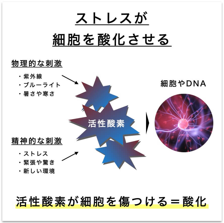活性酸素がさ細胞を傷つける