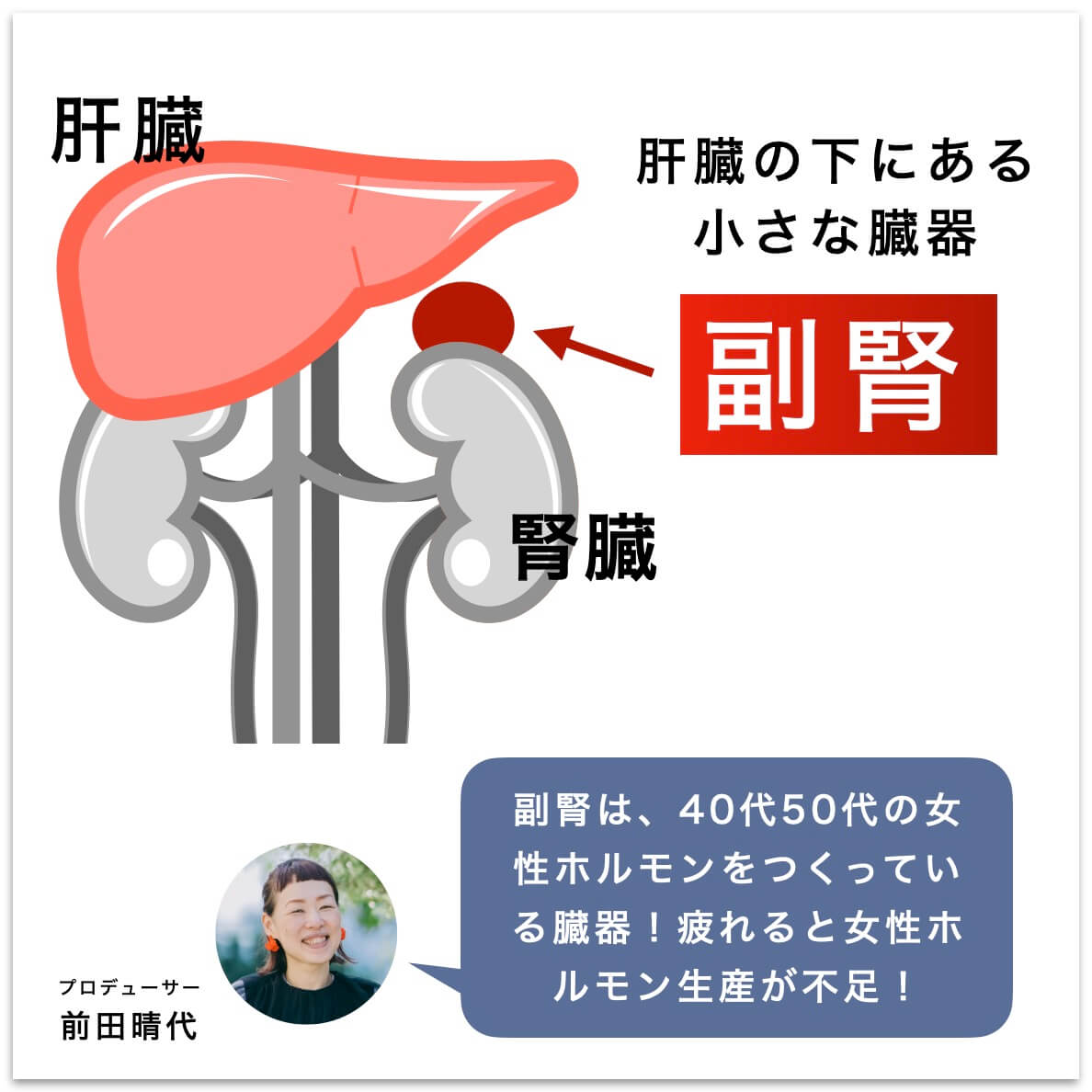 副腎についての説明