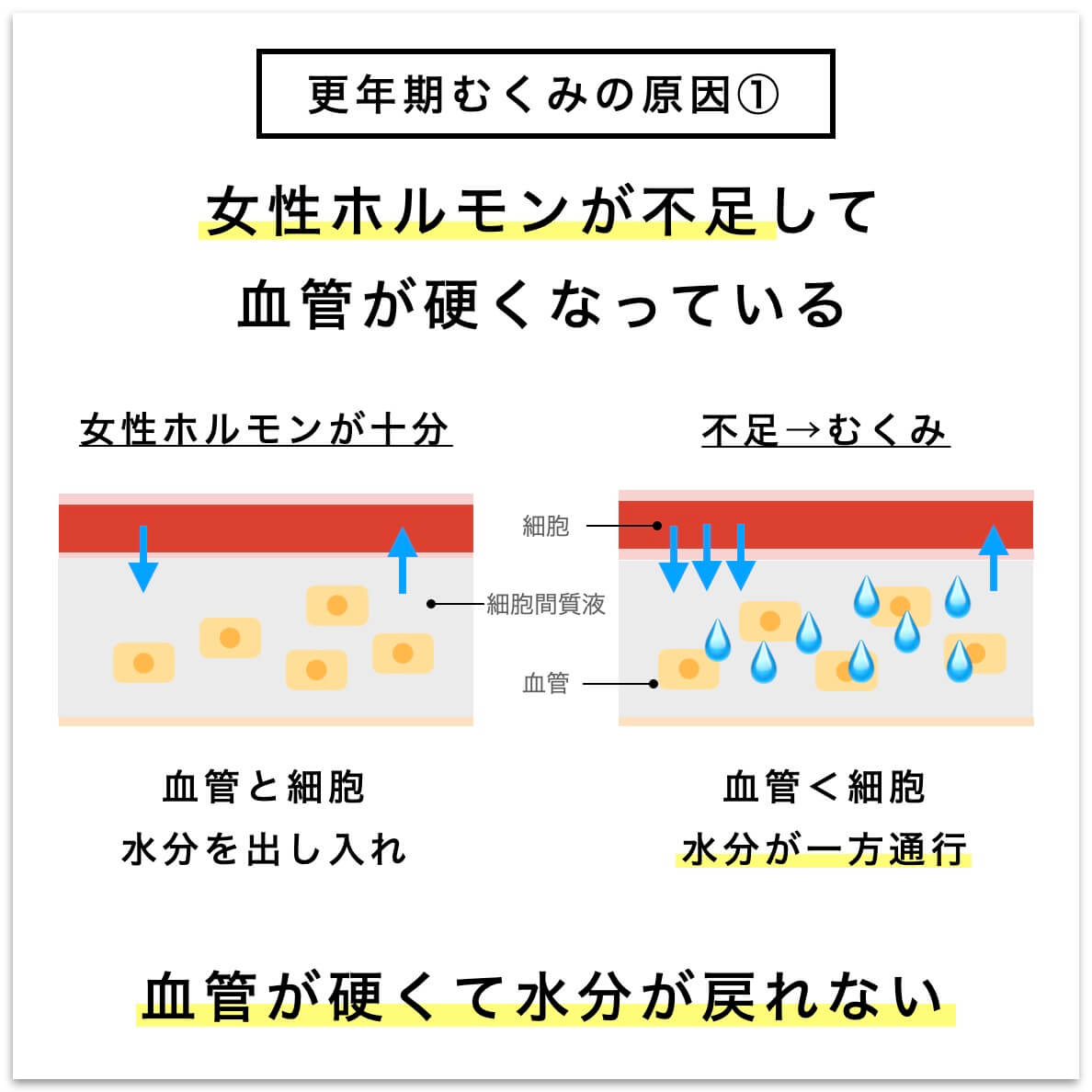 更年期むくみの原因①血管が硬くて水分が戻れない