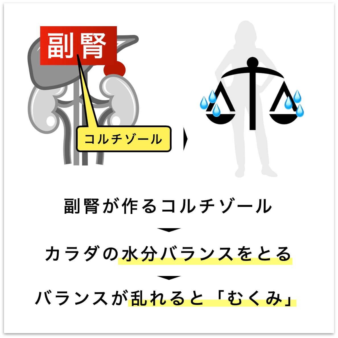 更年期むくみのメカニズム