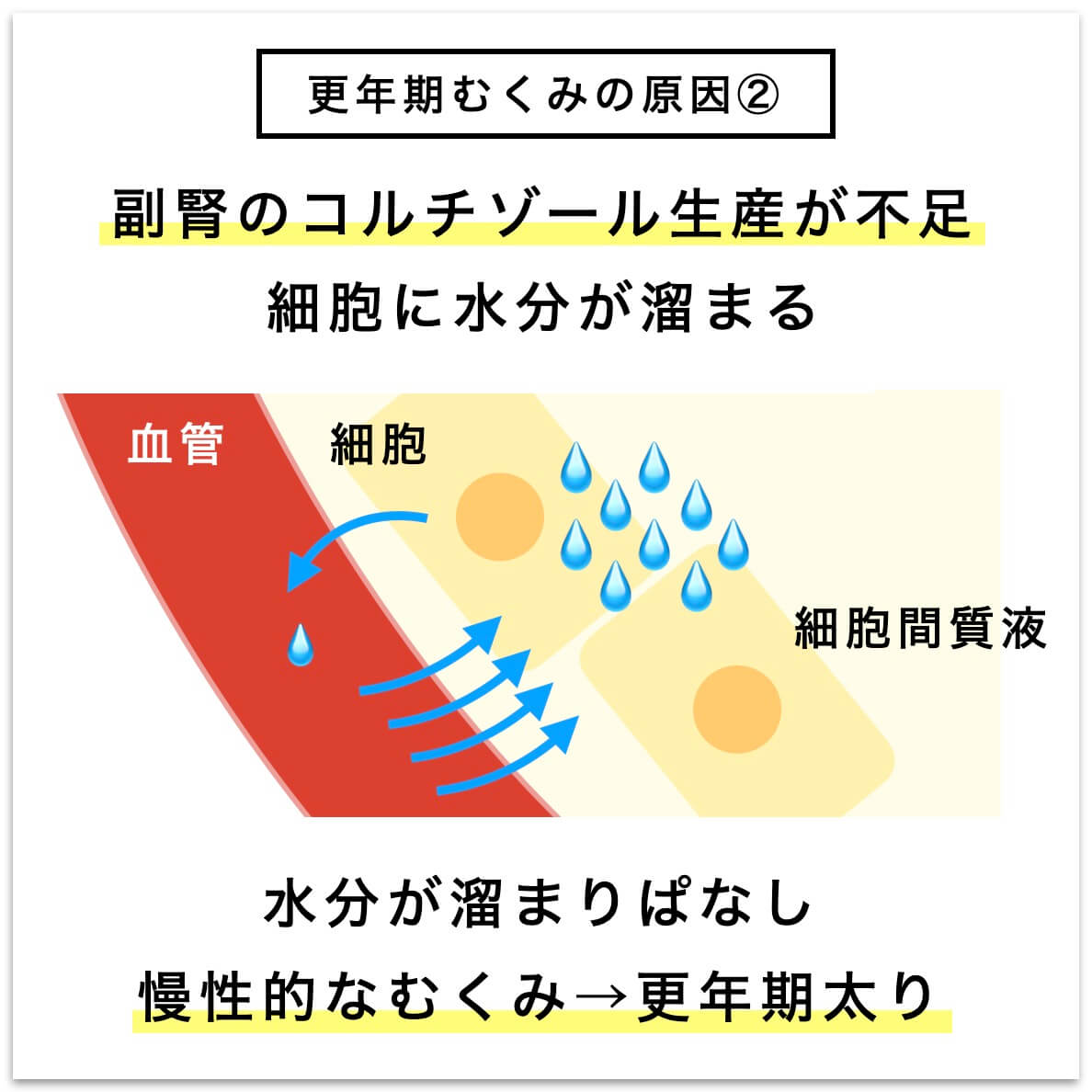 更年期むくみの原因②副腎のコルチゾール生産が不足