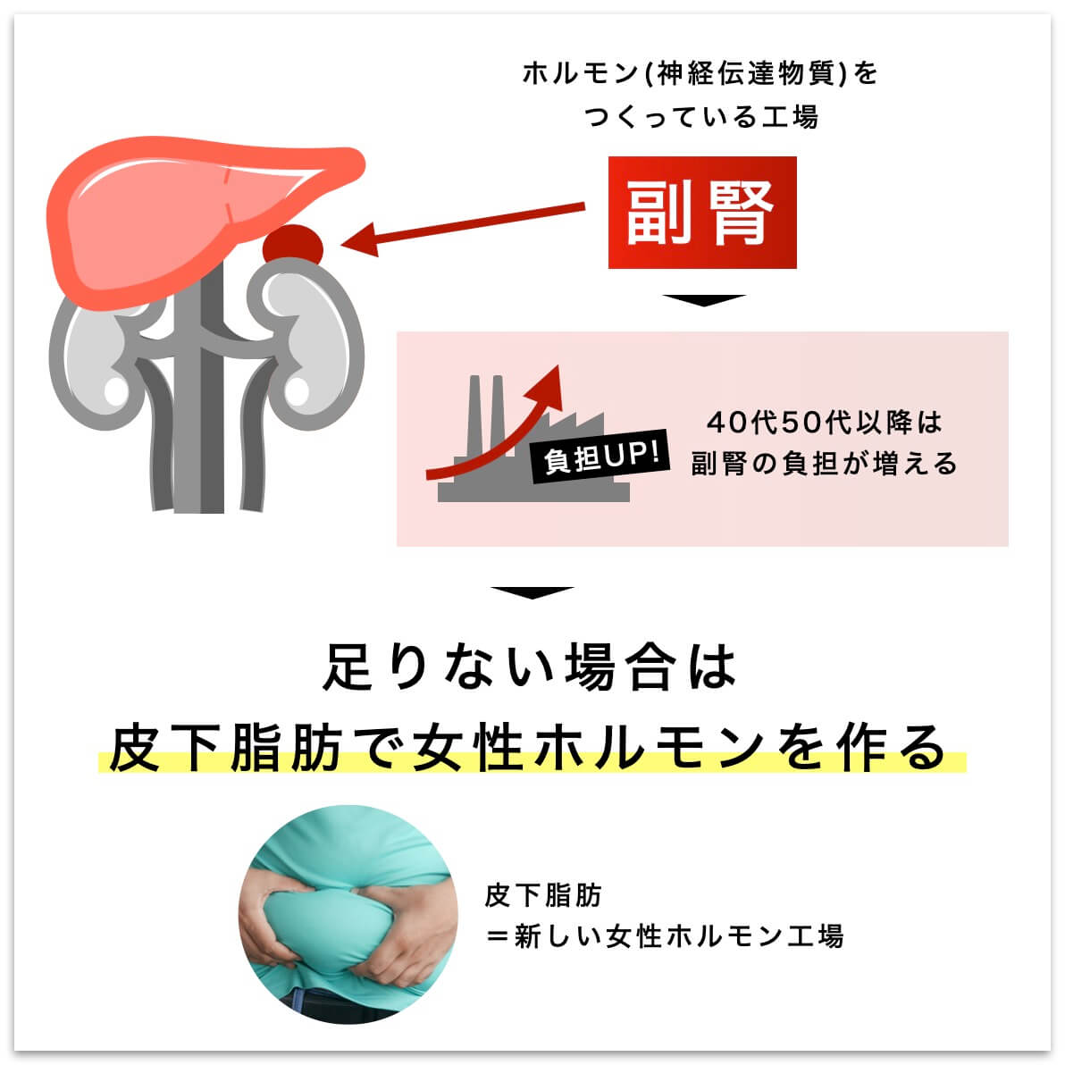 副腎が作っても足りない女性ホルモンは皮下脂肪で作る