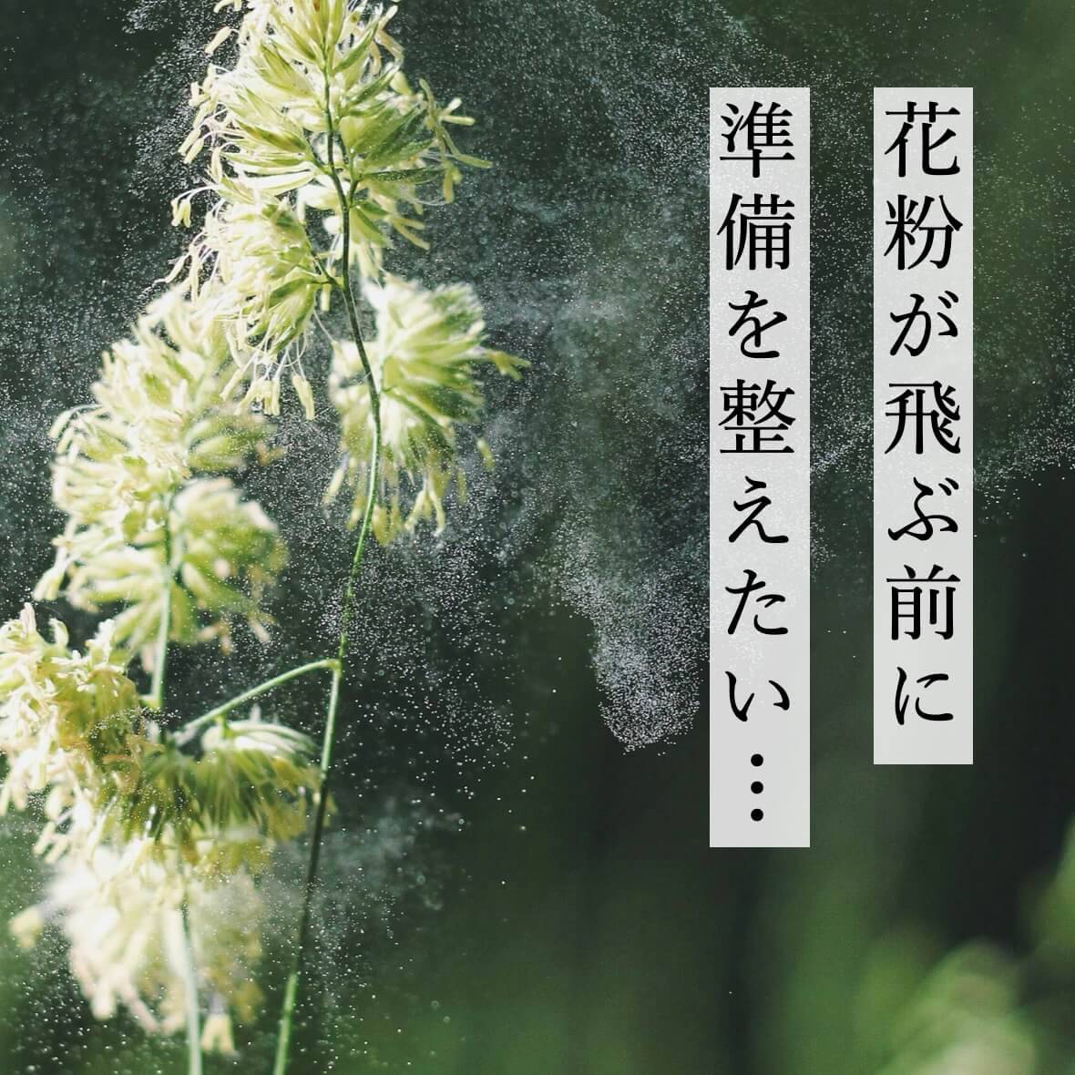 花粉が飛ぶ前に対策をしたい更年期女性