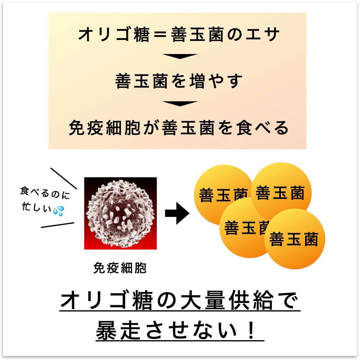 オリゴ糖の大量供給で免疫を暴走させない