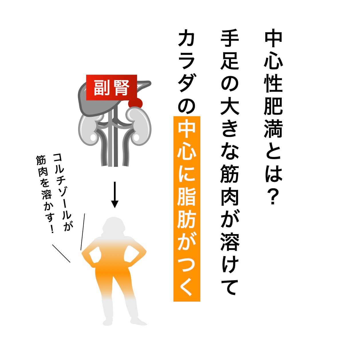 中心性肥満とは？