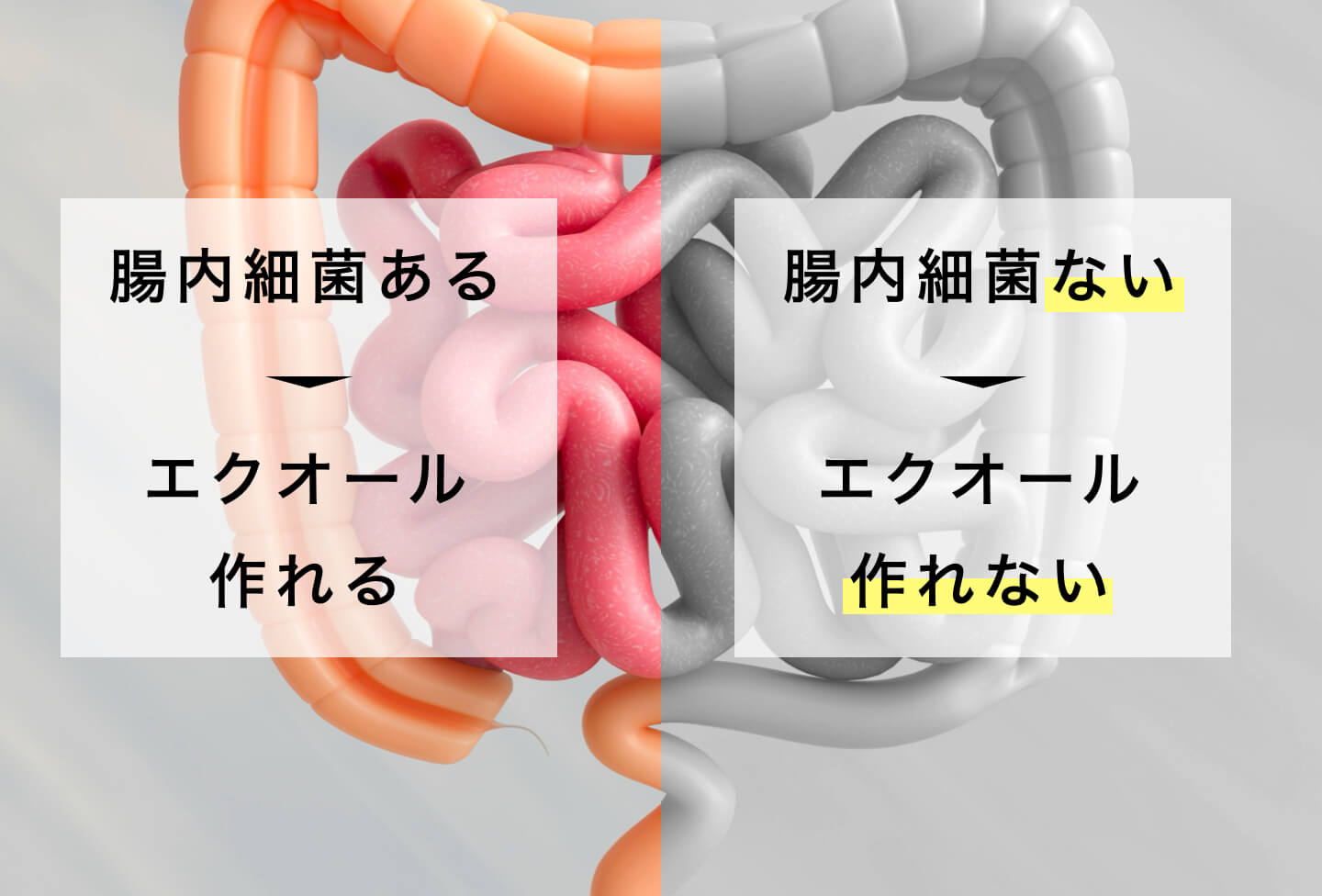 腸内細菌の有無で更年期サプリの成分であるエクオールを作れない人がいることを説明する図