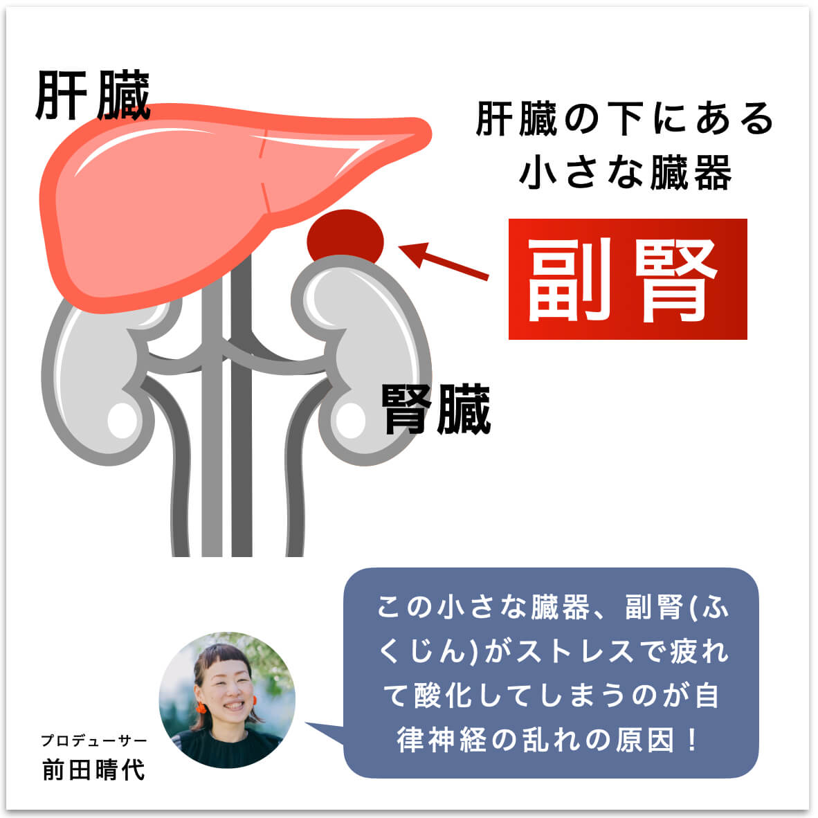 副腎の説明がされている図
