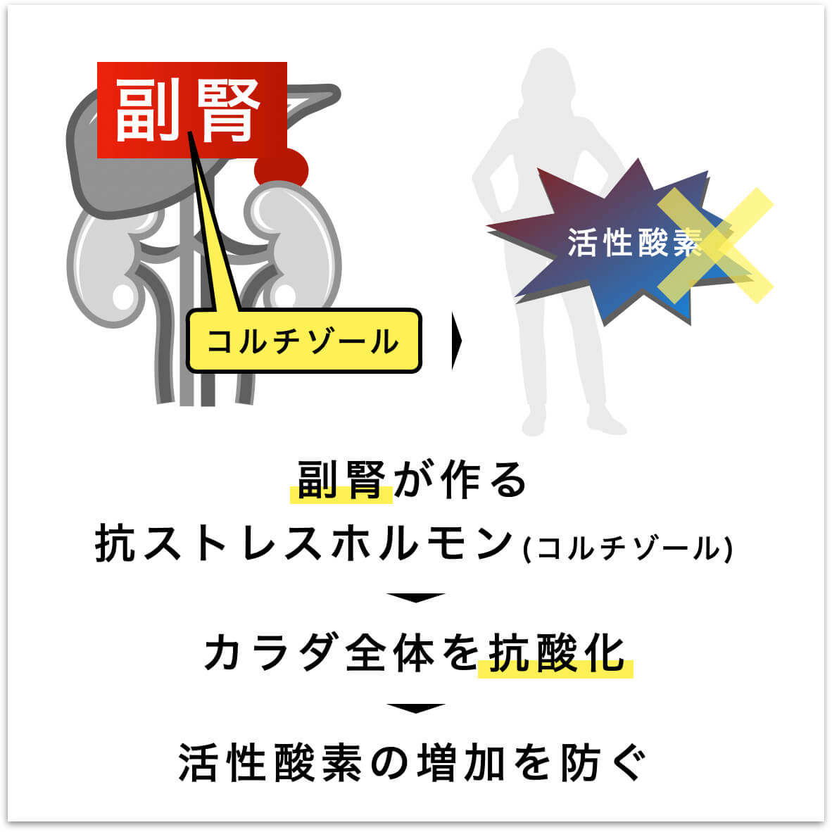 副腎がつくる抗ストレスホルモンの説明の図
