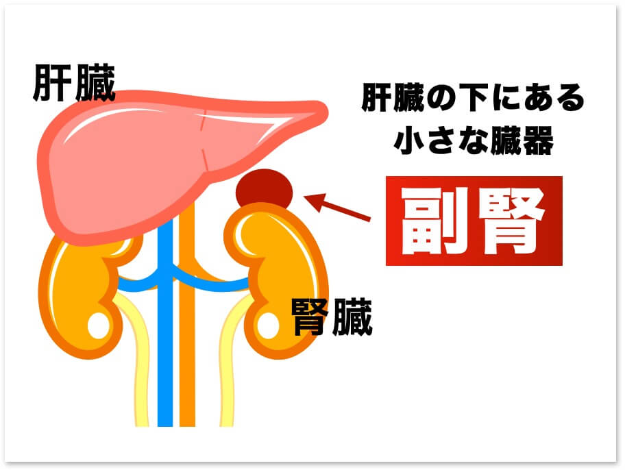 更年期男性が疲れる原因は副腎疲労