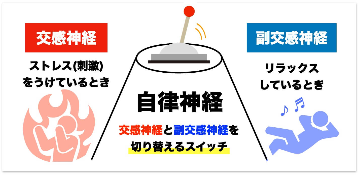 更年期の交感神経と副交感神経について説明