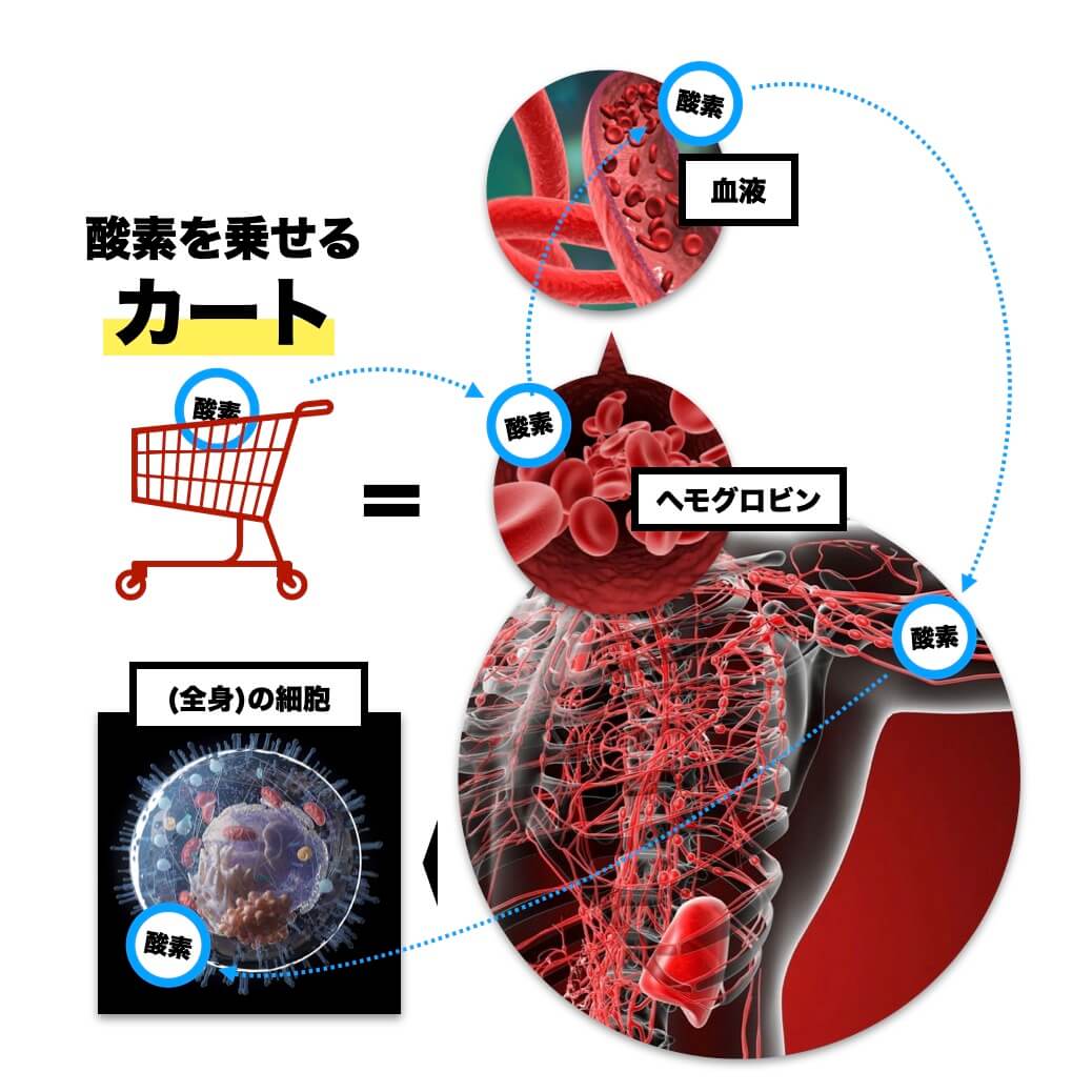 更年期のカラダのメカニズムの変化を説明②