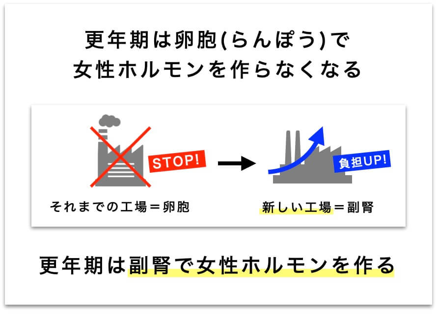副腎で女性ホルモンを作っている図