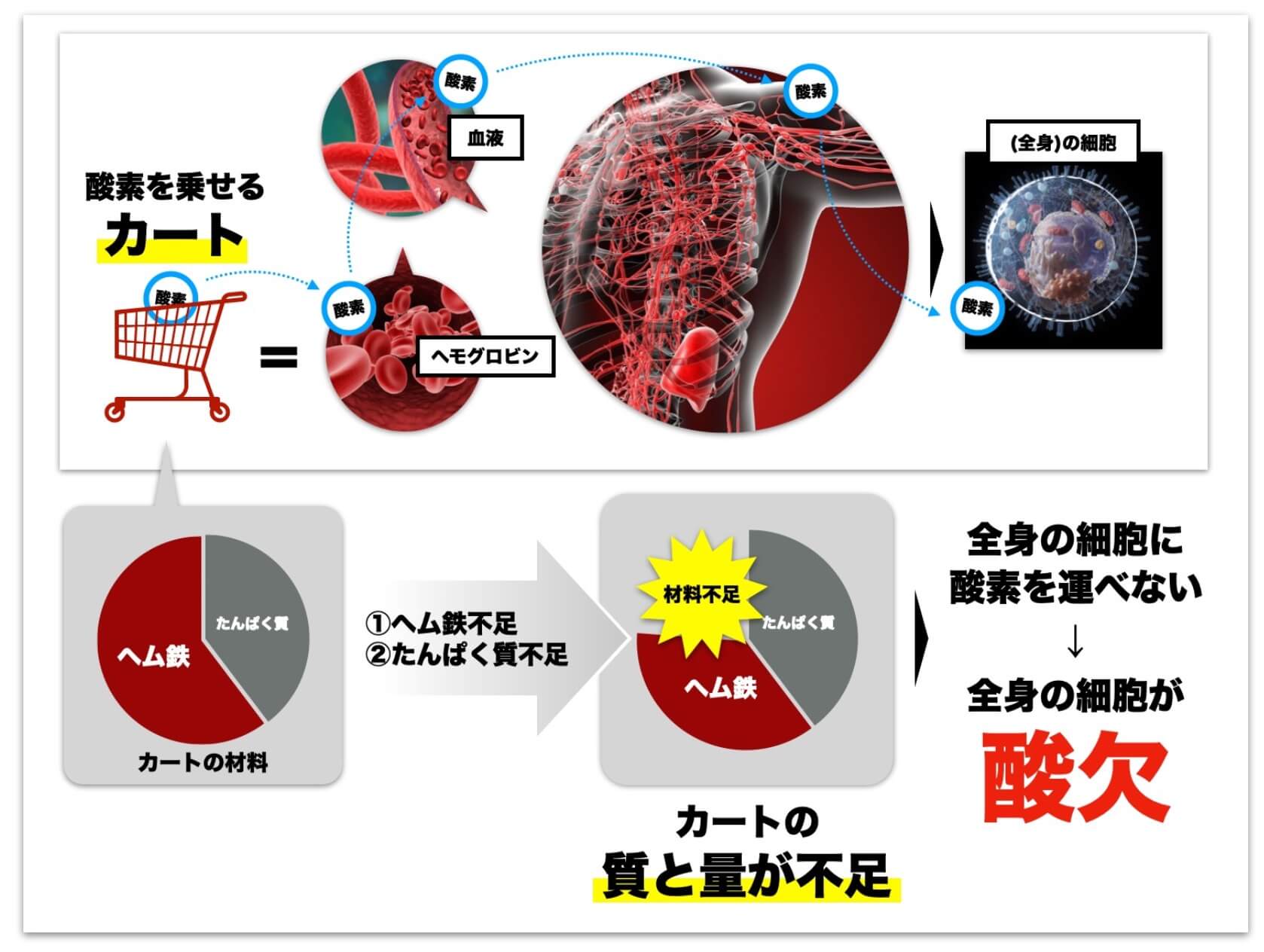 更年期の貧血がおこるメカニズム