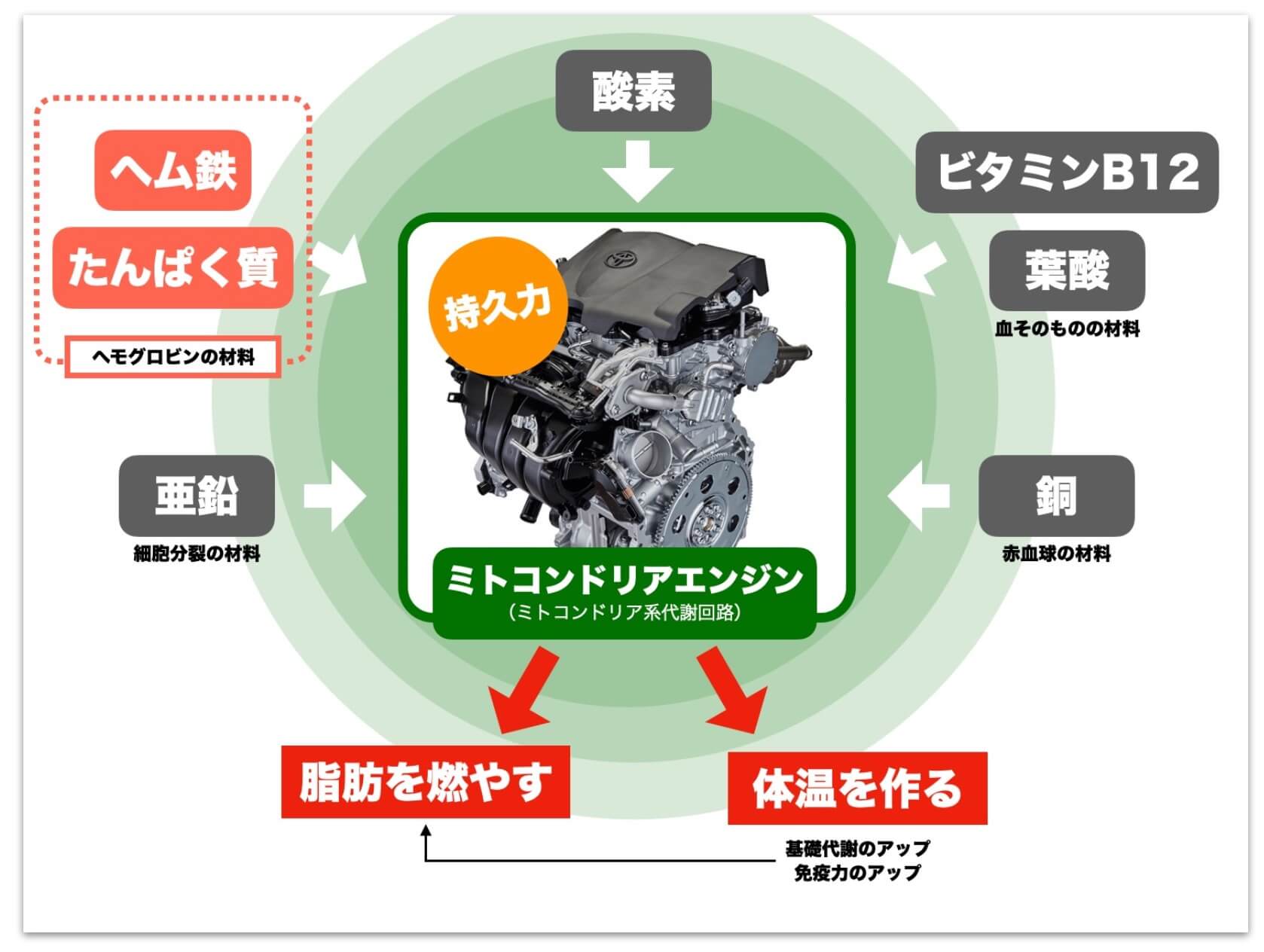 ヘモグロビンをつくるのに必要な栄養素