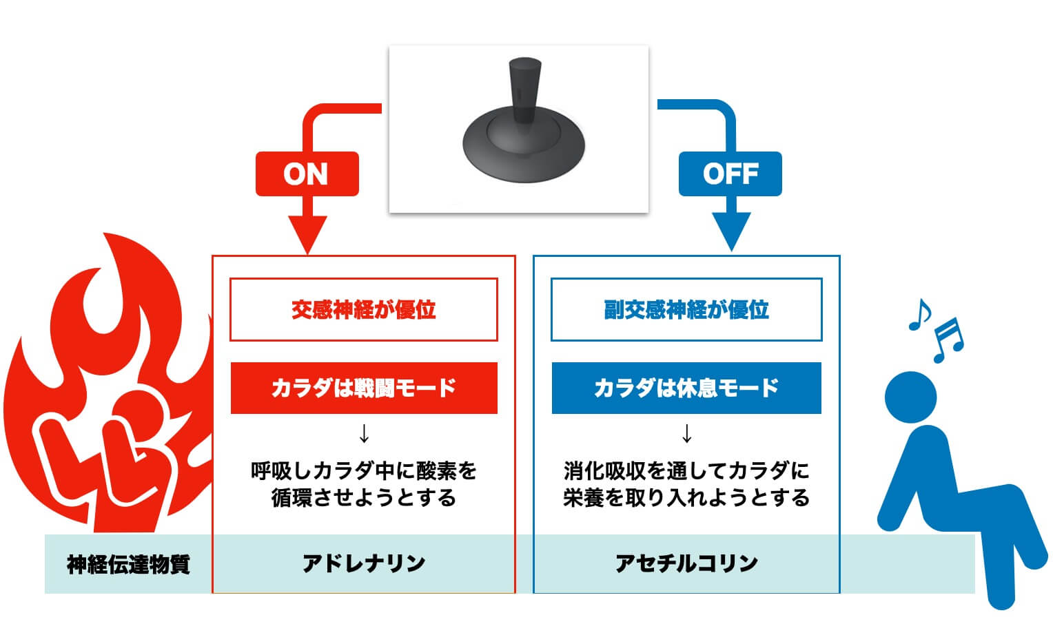 交感神経と副交感神経について説明している画像